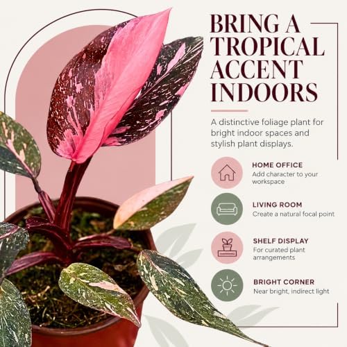 Philodendron Pink Princess Live Plant - Rare Variegated Indoor Houseplant - Image 5