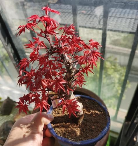 25+ Red Maple Tree Seeds Acer buergerianum Gorgeous Fall Colors Bonsai Plant - Image 5