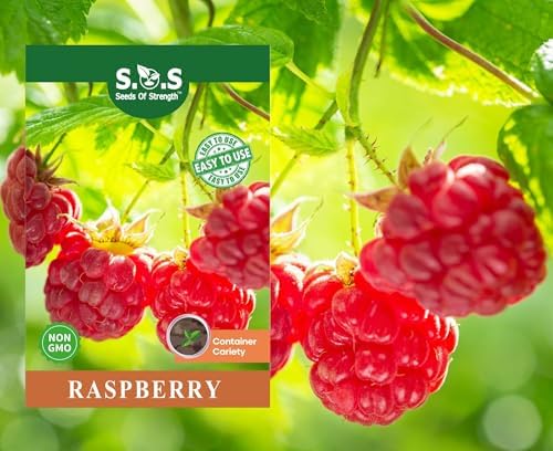 200 pcs Red Raspberry Seeds Red Raspberry Sweet Fruit Vigorous Cold-Hardy by seedsofstrength