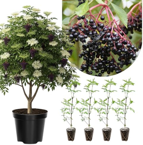 2 Black Elderberry Plants Live, Home Garden Berry Shrub, 6-12 Inch Tall - Image 2