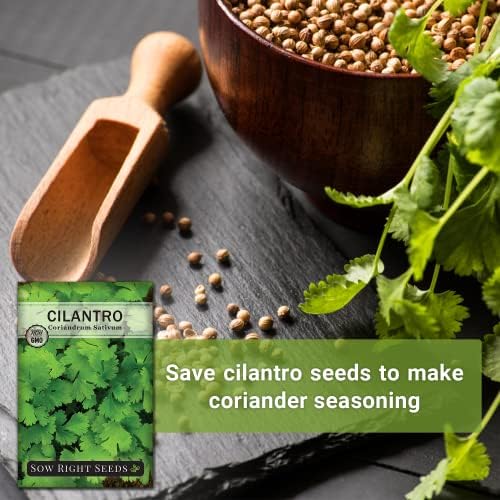 Sow Right Seeds - Cilantro Seed for Planting Outdoors Coriander Herbs - Image 5