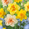Garden State Bulb Double Mixed Daffodil Flower Bulbs, 14/16cm (Bag of 100) by GardenStateBulbCo