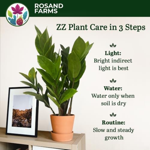 ZZ Plant, Zamioculcas Zamiifolia, Live Plants, 6-inch Pot - Image 4
