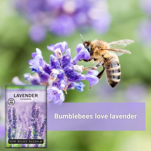Sow Right Seeds - English Lavender Seed for Planting Perennial Herbs 2pk - Image 3