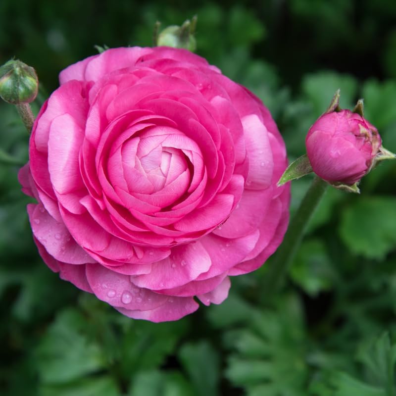 25 Pink Ranunculus Bulbs, Garden Flower Bulbs - Image 2