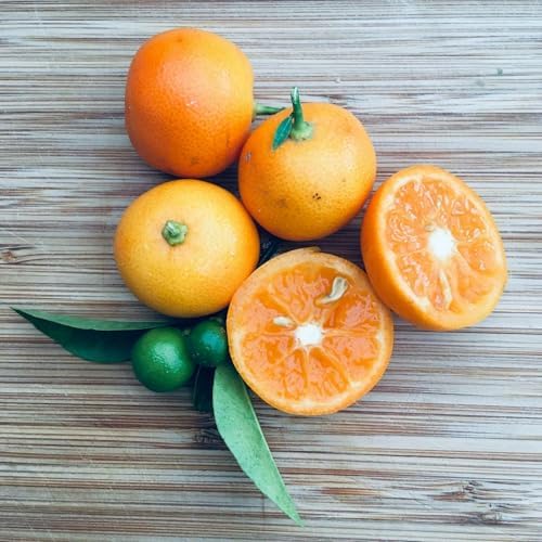 Calamondin (Calamansi) Tree - 2-5 Inch Tall Live Plant - Potted Orange Fruit Bush Seedling - Citrus x microcarpa - Image 3