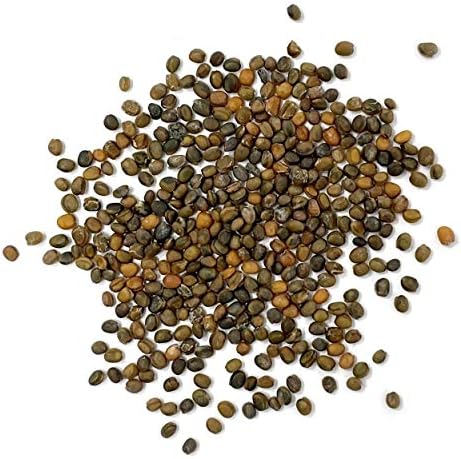 Purely Organic Arugula Seeds (Slow Bolt) - Approx 400 Seeds - USDA Organic, Non-GMO, Open Pollinated, Heirloom, USA Origin - Image 2