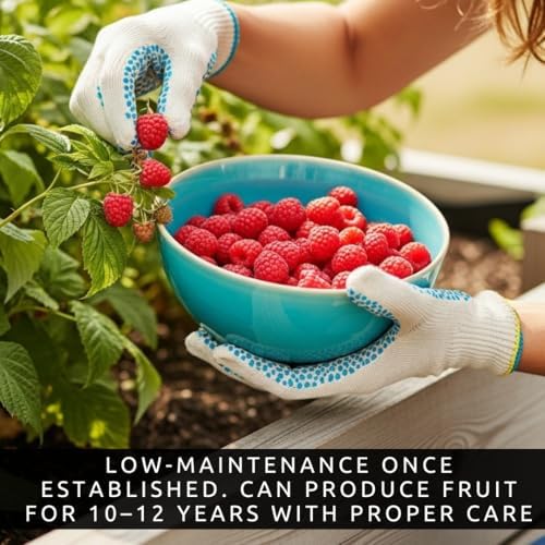 2 Live Raspberry Plants for Planting – Premium Bare Root Berry Bushes – Sweet Red Raspberries – Cold Hardy, Fast Growing Fruit Plants for Outdoor Garden – High Yield Perennial Canes - Image 4