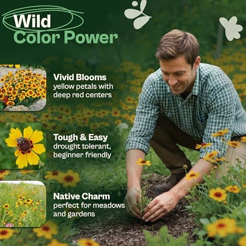 SVI 2500 Plains Coreopsis Seeds (Coreopsis Tinctoria) - Golden Tickseed, Yellow-Red Blooms, Annual Wildflowers, Heirloom Seed in Seed Packets - Flower Seeds for Outdoor Garden, Meadows, Flowers Beds - Image 3