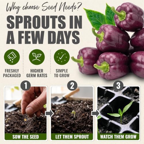 Seed Needs Purple Bell Pepper Seeds to Plant Vegetables - 10 Packs - Image 5