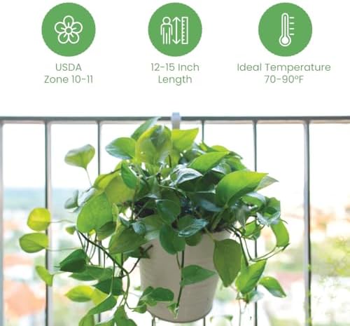 American Plant Exchange Golden Pothos – Live 8-Inch Hanging Basket, Devil’s Ivy, Easy-Care Air Purifying Houseplant, Fast-Growing Trailing Vine for Hanging Planters, Indoor Home or Office Décor - Image 3