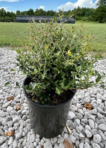 Dwarf Yaupon Holly Shrub, Live Plant, 1 Gallon Container Size, Evergreen Ornamental Bush - Image 2