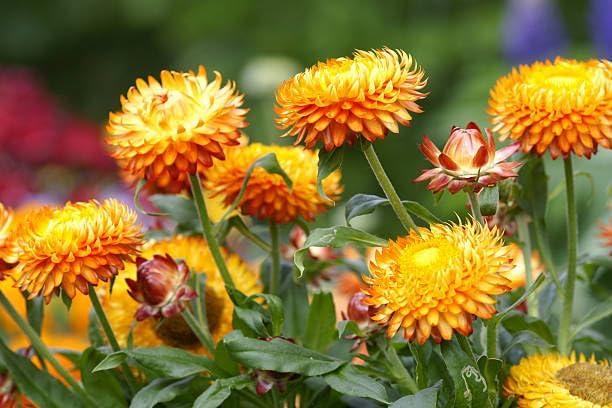 2500+ Mixed Strawflower Seeds for Planting - Non-GMO Heirloom Seeds, Drought Tolerant, Attracts Pollinators, Ideal for Pots, Cut Flower Garden, Dried Arrangements & Crafts - Image 2