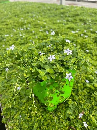 Perennial Farm Marketplace Isotoma fluviatilis (Blue Star Creeper) Groundcover, Size- 1 Quart, Bluish Flowers - Image 3