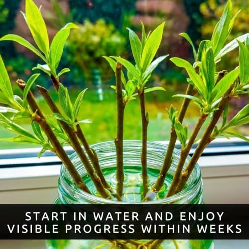 Hybrid Willow Tree Cuttings – Fast Growing Privacy & Shade Trees – Easy to Root Live Cuttings – Cold Hardy, High Yield Trees for Screens & Windbreak (25 Cuttings) - Image 3