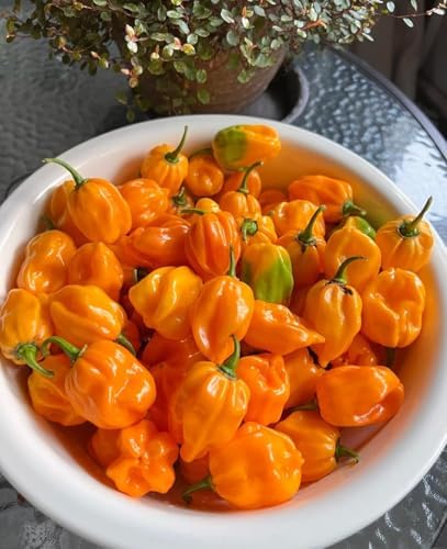 150 Orange Habanero Pepper Seeds - Heirloom Non-GMO, Super Hot Chili for Planting, Ideal for Hot Sauce, Salsas, and Home Gardens – High Scoville Rating - Image 6