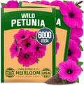 HOME GROWN Wild Petunia Seeds for Planting, 6,000 Seeds, Petunia violacea by HOMEGROWN