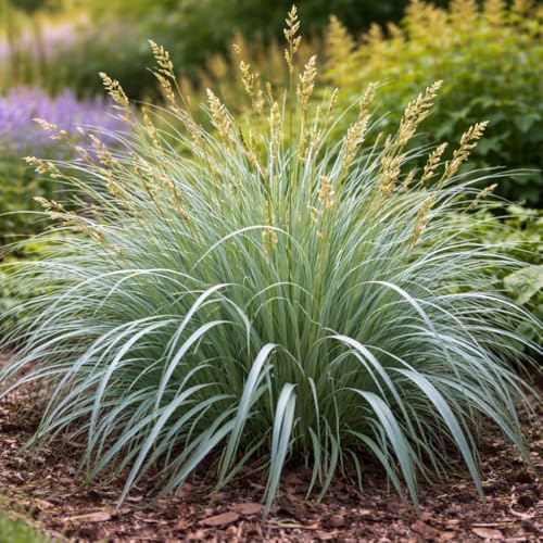 Blue Wood Sedge (Carex flaccosperma) Live Plant Plug – Native Evergreen Ornamental Grass – Shade Loving Groundcover – Low Maintenance Landscape Perennial (5) - Image 3
