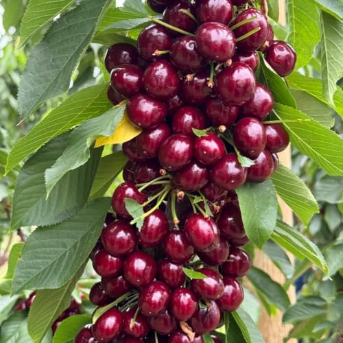 Mixed Fruits Seeds Pack for Planting, 430+pcs Grapes Apples Kiwis Jackfruit Mulberries Cherries Seeds, Non-GMO Heirloom Sweet Edible Juicy Fruits Flowers Plant in Your Home Garden - Image 6