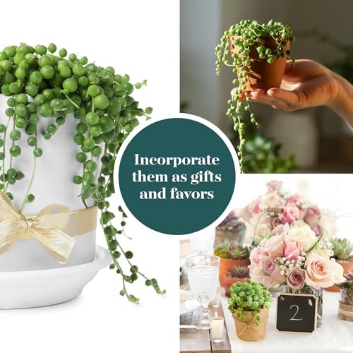 Shop Succulents String of Pearls Succulent Live Plant in 2" Nursery Pot, Easy Care Trailing Houseplant for Indoor Décor, Desk, Office, Windowsill, Hanging Planter - Image 3