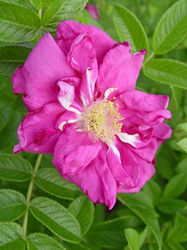 Rosa X Purple Pavement (Rose) Rose, Purple Flowers, #3 - Size Container - Image 2