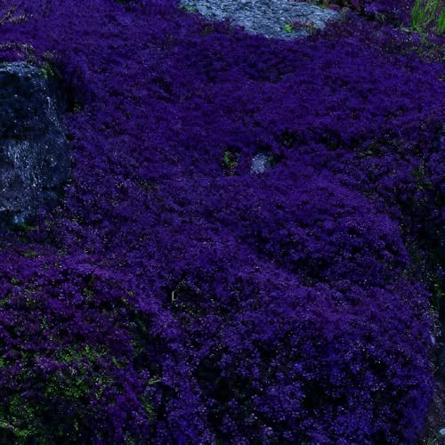 20000 Purple Creeping Thyme Seeds for Planting Outdoor,Creeping Phlox Ground Cover Seeds,Perennial Flower Seed Plant Non-GMO Heirloom Thyme Thymus Serpyllum Seed in Home - Image 3