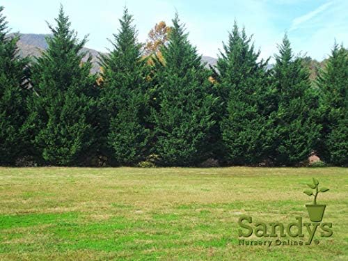 Thuja Green Giant Arborvitae Lot of 4, Quart Pot - Image 3