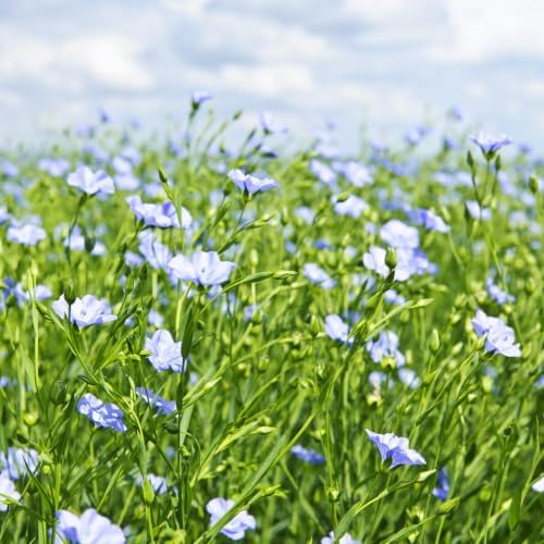 Outsidepride Blue Flax Seeds - 1/4 lb Perennial Flower Seeds for Planting, Self-Seeding, Drought-Tolerant w/Compact Growth, Ideal for Small Gardens, Meadows, Borders, or Mass Plantings - Image 2