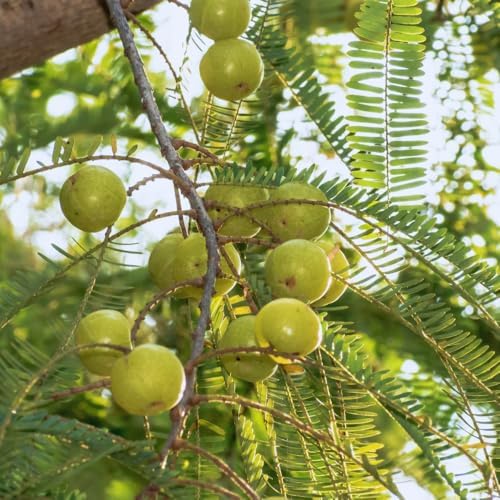 Green Gooseberry Berry Bush Live Plant, Berry Plant, 5-10 Inch Tall - Image 2
