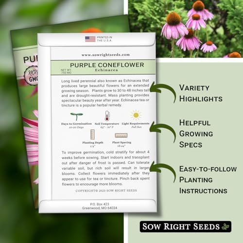 Sow Right Seeds - Purple Coneflower Seed for Planting Perennial Wildflower - Image 2