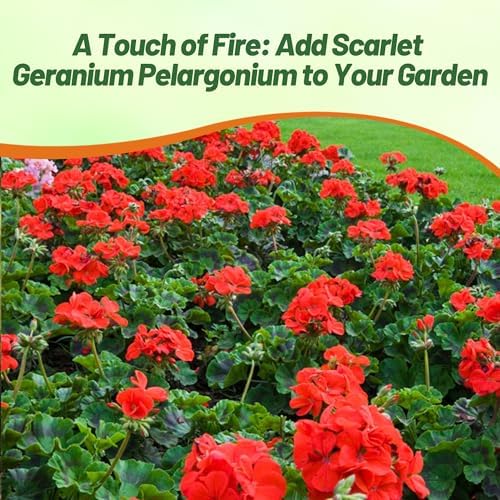 Outsidepride Scarlet Geranium Seeds for Planting - 50 Pcs Annual, Heat & Drought Tolerant Flower Seeds with Green Foliage & Scarlet Blooms for Pots, Borders & Lush Summer Garden Displays - Image 6