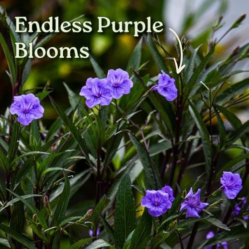 Tropical Plants of Florida Purple Ruellia Live Plant - 3 Gallon 26 to 34 Inch Tall Flowering Shrub Outdoor Garden Border Hedge Plant - Image 2