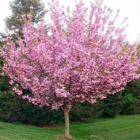 Kwanzan Cherry Tree – 1 Gallon Live Ornamental Flowering Tree with Double Pink Blooms – Hardy in Zones 5–9 - Image 2