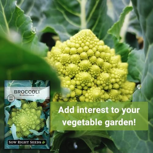 Sow Right Seeds - Romanesco Broccoli Seed for Planting Vegetable Garden 4pk - Image 5
