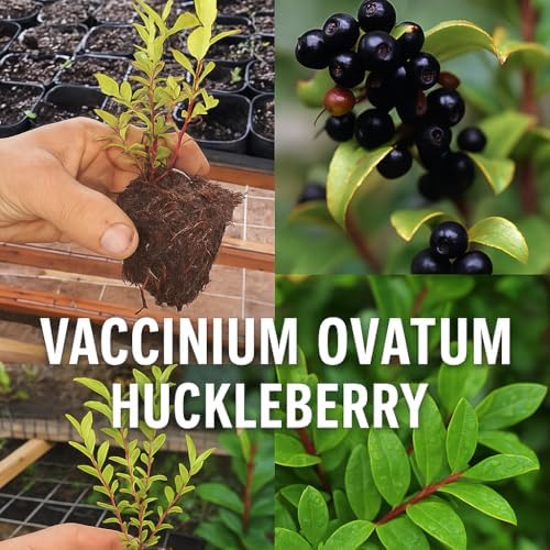2 Medium (6-10") Live Huckleberry Plants Super Sweet Berry Bush Trees huckleberries just sprouted in Little 4" pots, Vaccinium ovatum Please See Pictures Before Ordering. - Image 5