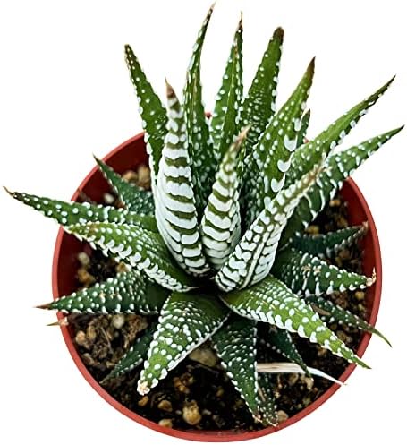 Sprout N Green Haworthia fasciata 'Big Band' Live Succulent Plant by SproutNGreen
