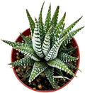 Sprout N Green Haworthia fasciata 'Big Band' Live Succulent Plant by SproutNGreen