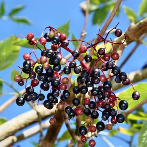 10 Black Elderberry Cuttings Bushes Live Plants, Berry Shrub, 6-8 Inch Tall - Image 4