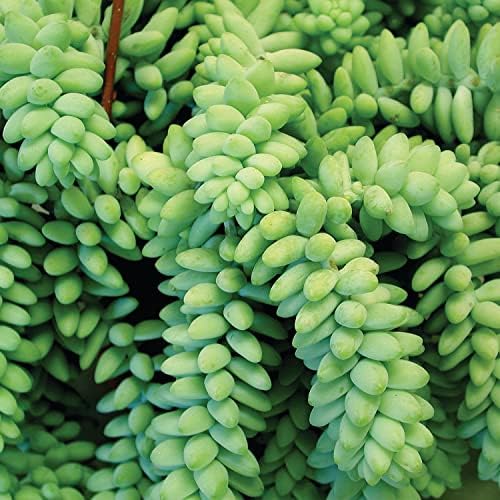 Altman Plants, 3.5" Donkey Tail Succulent Plants Live Succulents Plants Live Indoor Plants Live Houseplants Live Indoor House Plants Indoors Live Plants Indoor, Outdoor Plants Live Succulent Plants - Image 2