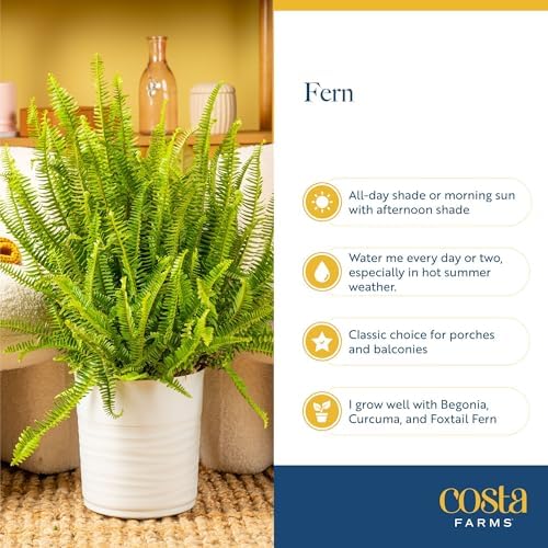 Costa Farms Boston Fern, Live Indoor Plant, Easy Care, Home Decor - Image 6