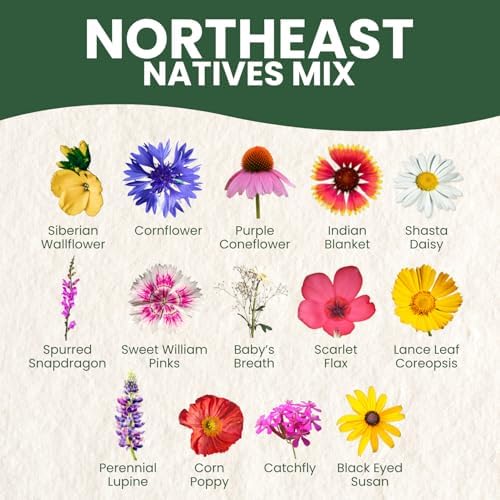 Northeast Natives Mix – 16,000 Seeds for Planting – 2026 Season – 1 Ounce Pouch - Image 3
