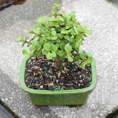 Brussel's Bonsai - Small Jade Live Bonsai Tree, Potted Indoor Plant - Image 6