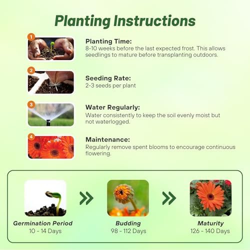 Outsidepride Pastel Orange Gerbera Seeds - 10 Pcs Perennial, Compact & Low Maintenance, Flower Seeds for Planting w/Vibrant Orange Blooms, Ideal for Garden Landscaping & Cut Flower Arrangements - Image 4