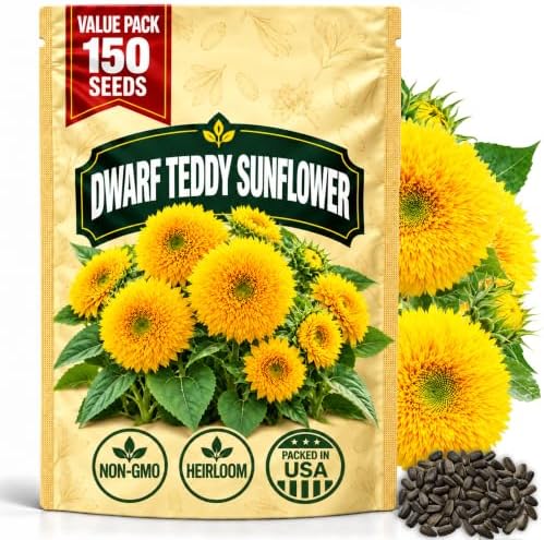 Dwarf Teddy Bear Sunflower Seeds for Planting, Heirloom Non-GMO, 150 Count by WilyFox