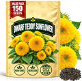 Dwarf Teddy Bear Sunflower Seeds for Planting, Heirloom Non-GMO, 150 Count by WilyFox
