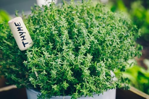 TKE Farms & Gardens - Thyme Seeds for Planting – Non-GMO, High Germination, Drought-Tolerant, 3500+ Seeds – Ideal for Indoor, Outdoor, Hydroponics, Containers, Herb Spirals, and Rock Gardens - Image 4