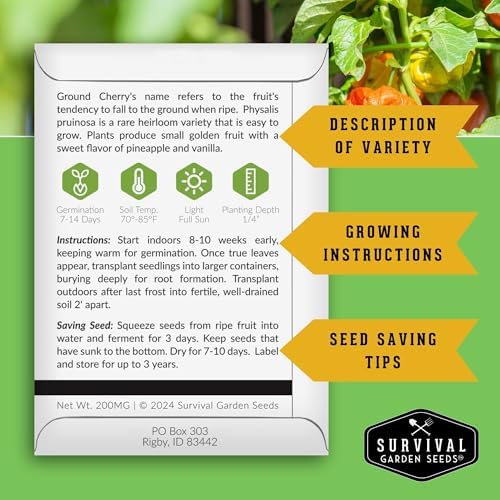 Ground Cherry Seeds for Planting – Husk Cherries (5 Packs) - Image 2