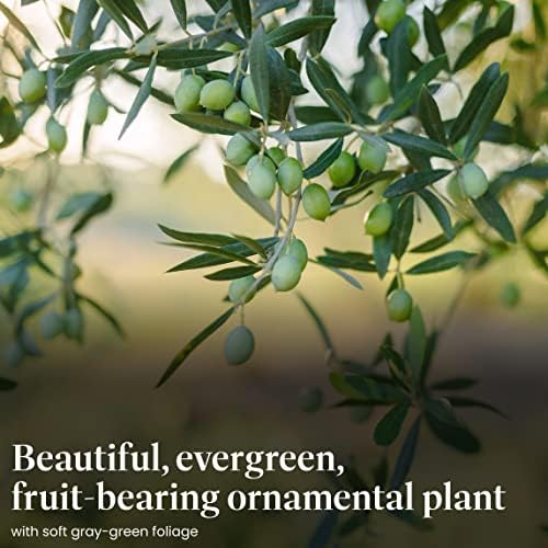 American Plant Exchange Live Arbequina Olive Tree with Fruits, Plant Pot for Home and Garden Decor, 6" Pot - Image 3