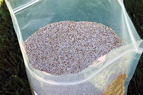Creeping Red Fine Fescue Seed by Eretz (5lb) - Choose Size! Willamette Valley Oregon Grown, No Fillers, No Weed or Other Crop Seeds, Premium Shade Grass Seed. - Image 2