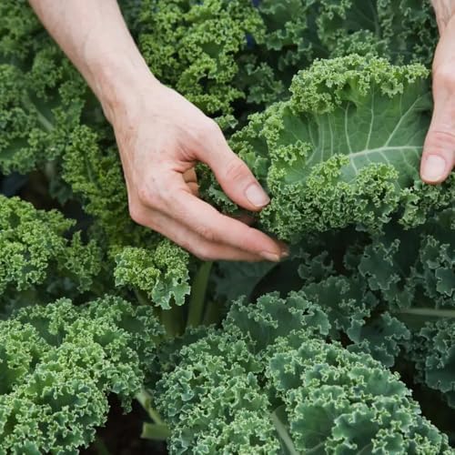 2 Kale Plants, Live Kale Plant in 4'’ Pot, Live Vegetable Seedling by HILROQG